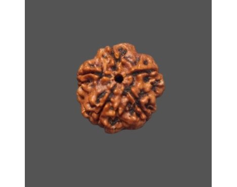 5 Mukhi Rudraksha - 3.360 g.