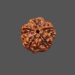 5 Mukhi Rudraksha - 3.360 g.