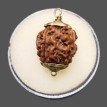 4 Mukhi Rudraksha - 3.518 g.