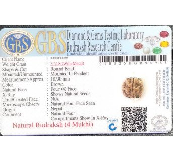 4 Mukhi Rudraksha - 3.518 g.