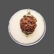 4 Mukhi Rudraksha - 4.066 g. 4 Mukhi Rudraksha - 4.066 g.