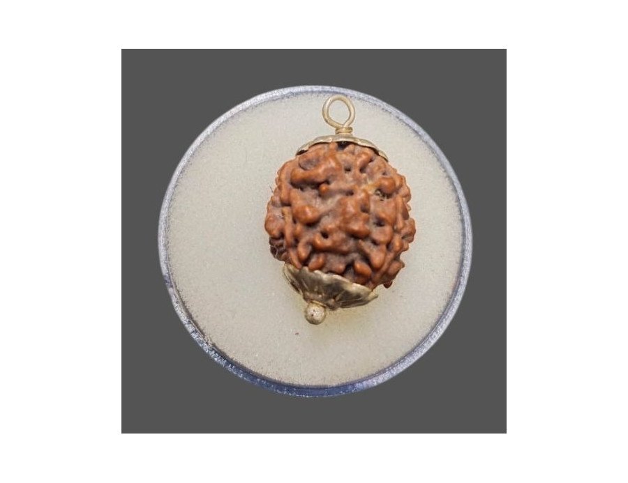 4 Mukhi Rudraksha - 4.127 g.