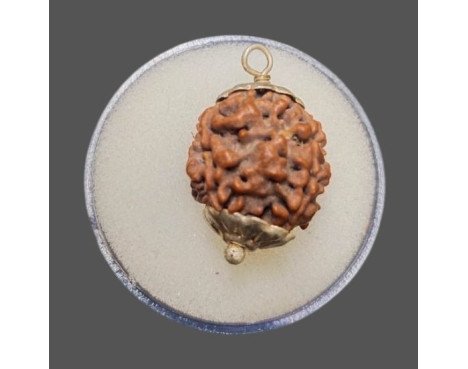 4 Mukhi Rudraksha