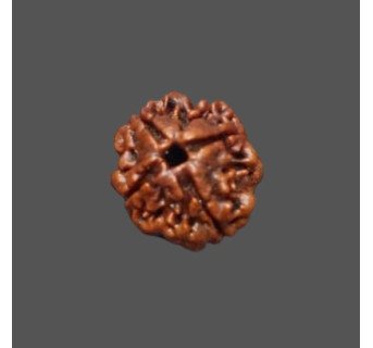 4 Mukhi Rudraksha