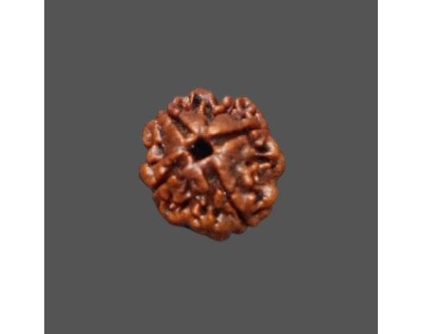4 Mukhi Rudraksha