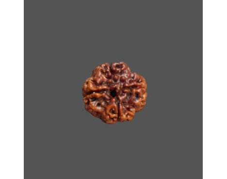 4 Mukhi Rudraksha - 3.235 g.