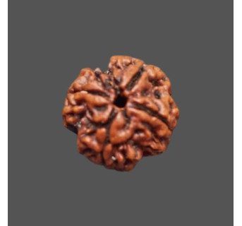 4 Mukhi Rudraksha