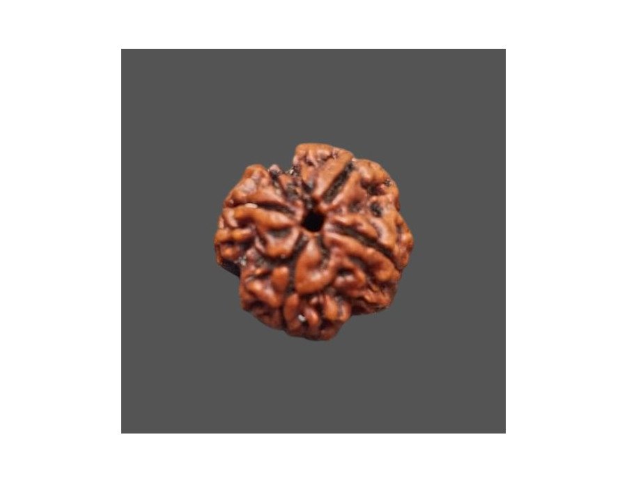 4 Mukhi Rudraksha - 3.180 g.