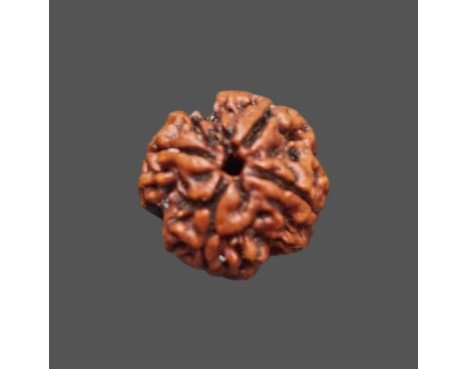 4 Mukhi Rudraksha