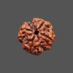 4 Mukhi Rudraksha - 3.180 g.