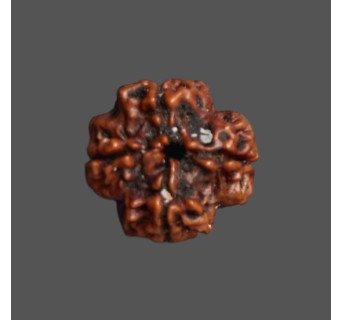 4 Mukhi Rudraksha - 3.180 g.