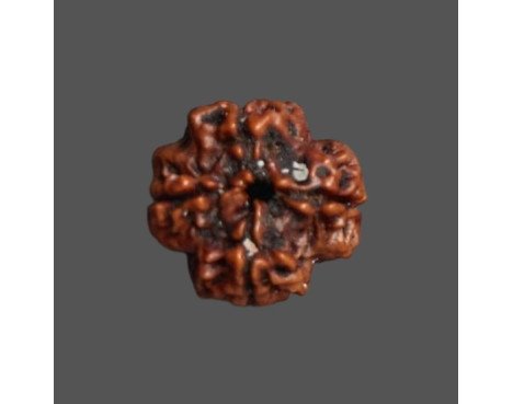 4 Mukhi Rudraksha - 3.180 g.