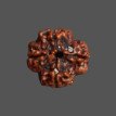 4 Mukhi Rudraksha - 3.180 g.