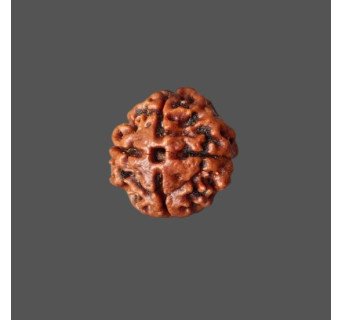 4 Mukhi Rudraksha