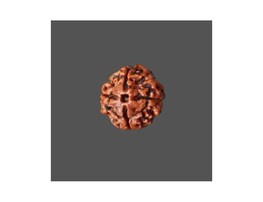 4 Mukhi Rudraksha - 3.223 g.