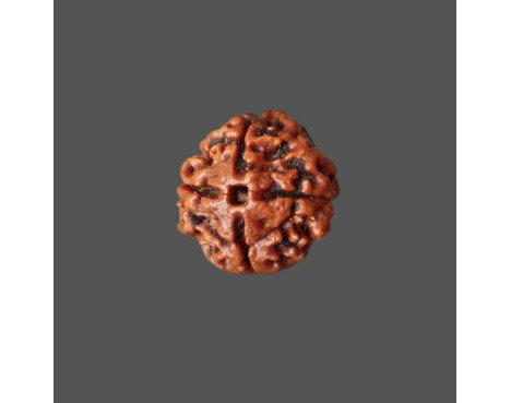 4 Mukhi Rudraksha