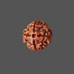 4 Mukhi Rudraksha - 3.223 g.