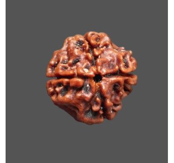 4 Mukhi Rudraksha - 3.223 g.