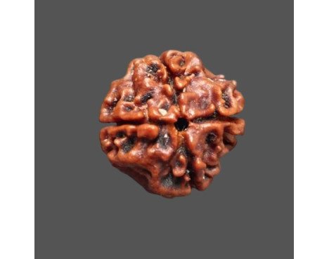 4 Mukhi Rudraksha - 3.223 g.