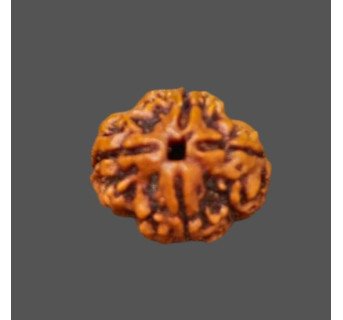 4 Mukhi Rudraksha