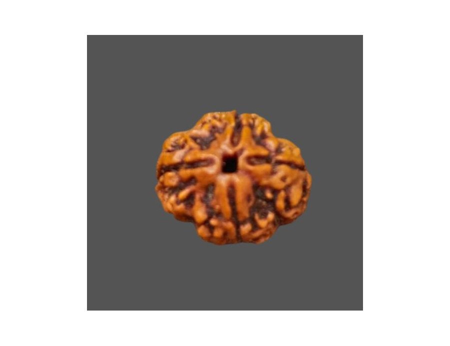 4 Mukhi Rudraksha - 3.267 g.