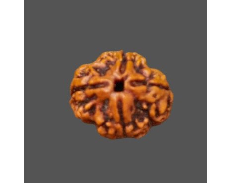 4 Mukhi Rudraksha