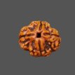 4 Mukhi Rudraksha - 3.267 g.