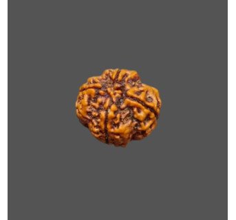 4 Mukhi Rudraksha - 3.267 g.