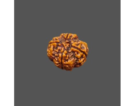 4 Mukhi Rudraksha - 3.267 g.