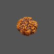 4 Mukhi Rudraksha - 3.267 g.