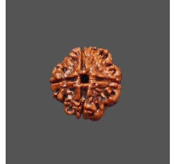 4 Mukhi Rudraksha