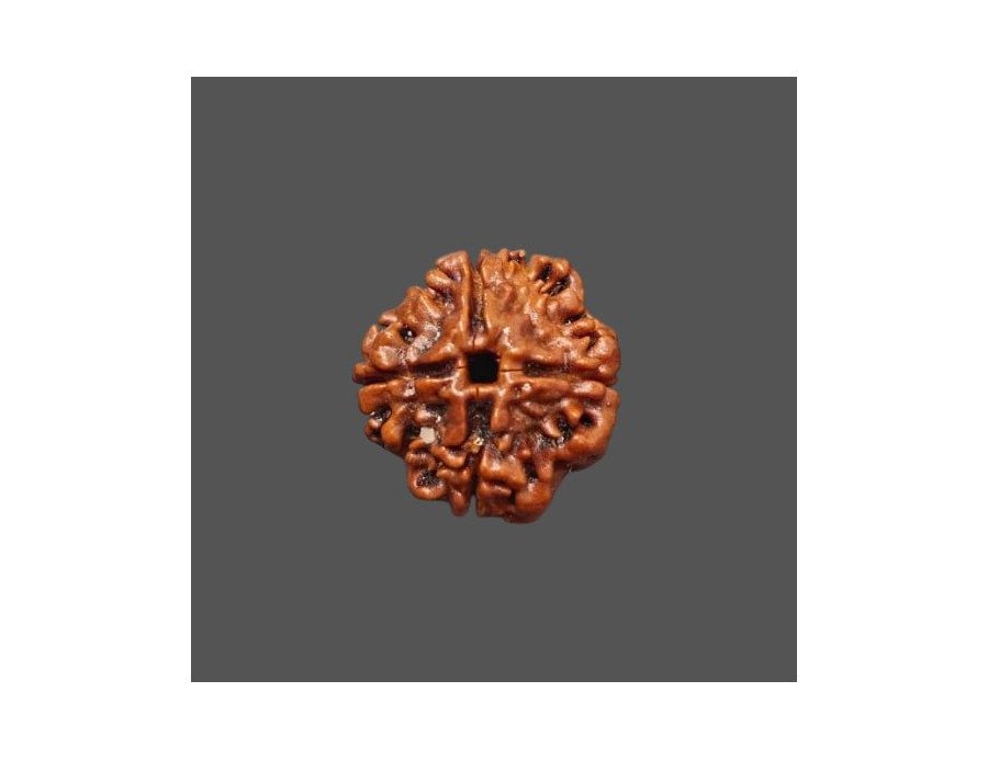 4 Mukhi Rudraksha - 2.846 g. 4 Mukhi Rudraksha - 2.846 g.