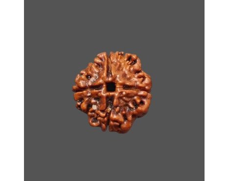 4 Mukhi Rudraksha