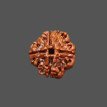 4 Mukhi Rudraksha - 2.846 g. 4 Mukhi Rudraksha - 2.846 g.