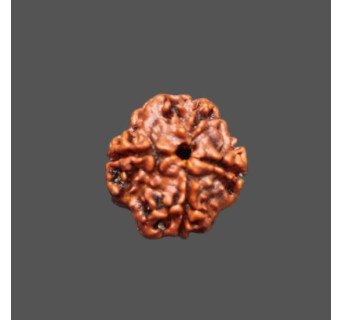 4 Mukhi Rudraksha - 2.846 g.