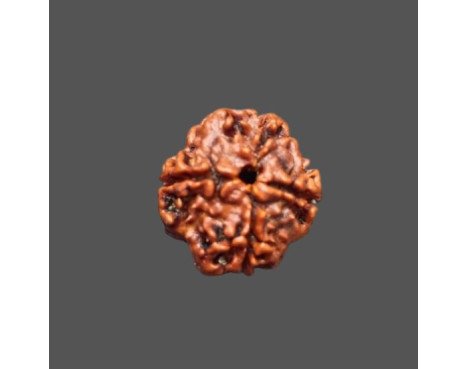 4 Mukhi Rudraksha - 2.846 g.