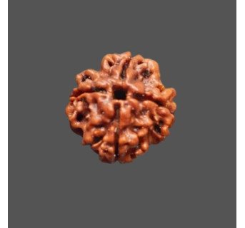 4 Mukhi Rudraksha