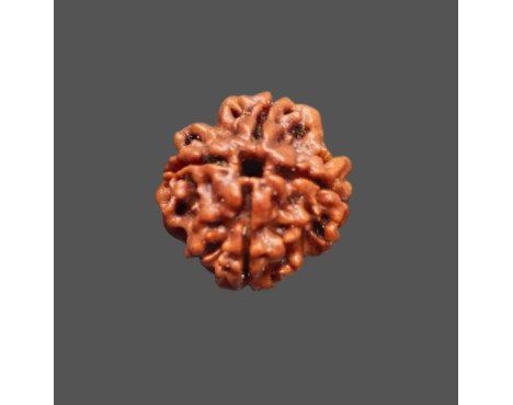 4 Mukhi Rudraksha
