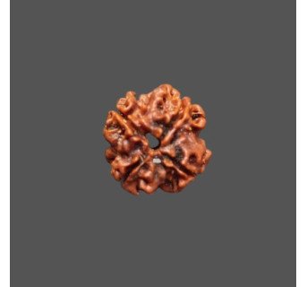 4 Mukhi Rudraksha - 2.738 g.