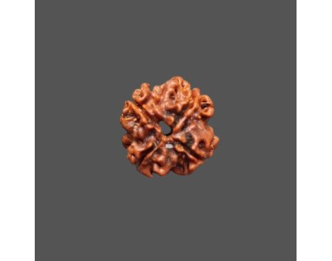 4 Mukhi Rudraksha - 2.738 g.