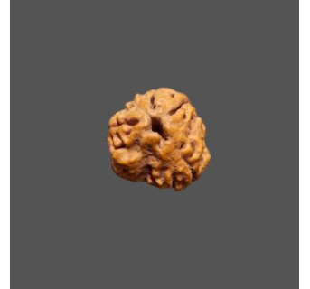 4 Mukhi Rudraksha