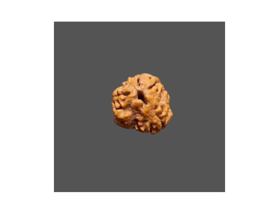 4 Mukhi Rudraksha - 1.350 g. 4 Mukhi Rudraksha - 1.350 g.