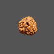 4 Mukhi Rudraksha - 1.350 g. 4 Mukhi Rudraksha - 1.350 g.