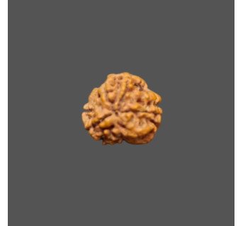 4 Mukhi Rudraksha - 1.350 g.