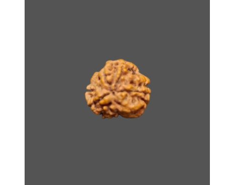 4 Mukhi Rudraksha - 1.350 g.