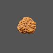 4 Mukhi Rudraksha - 1.350 g. 4 Mukhi Rudraksha - 1.350 g.
