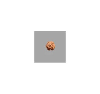 3 Mukhi Rudraksha