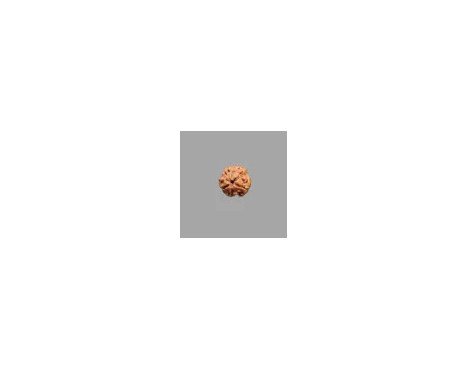 3 Mukhi Rudraksha