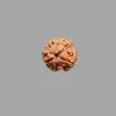 3 Mukhi Rudraksha- 1.207 g.