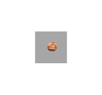 3 Mukhi Rudraksha- 1.207 g.